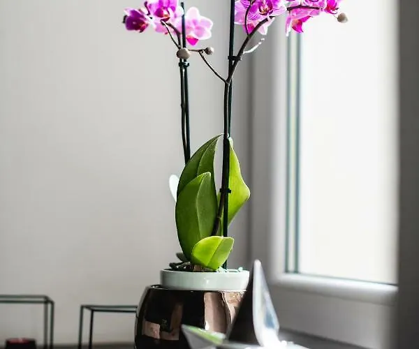 Apartament Hanna's With Free Parking